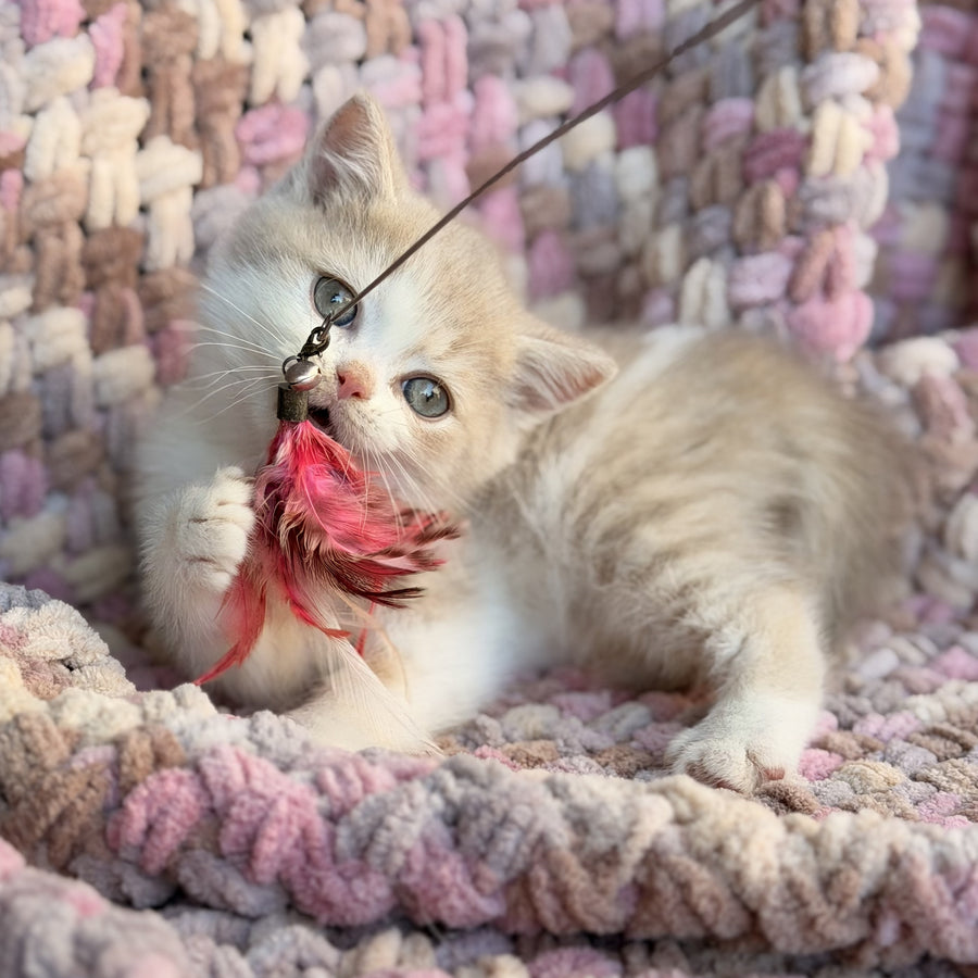 Bloom British Shorthair male, fawn bicolour