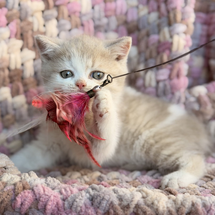 Bloom British Shorthair male, fawn bicolour