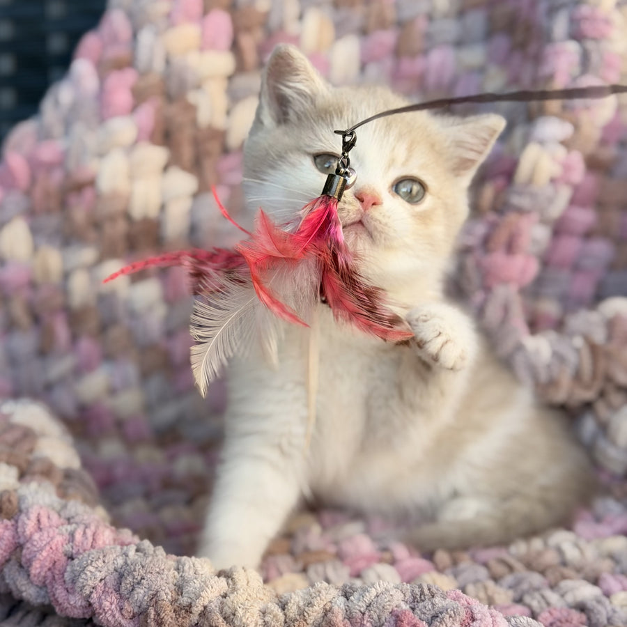 Bloom British Shorthair male, fawn bicolour