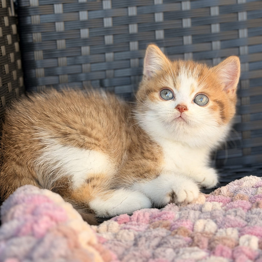 Balu British Shorthair male, cinnamon spotted tabby bicolour