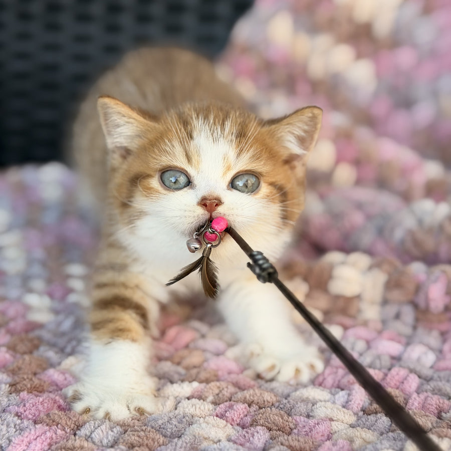 Balu British Shorthair male, cinnamon spotted tabby bicolour