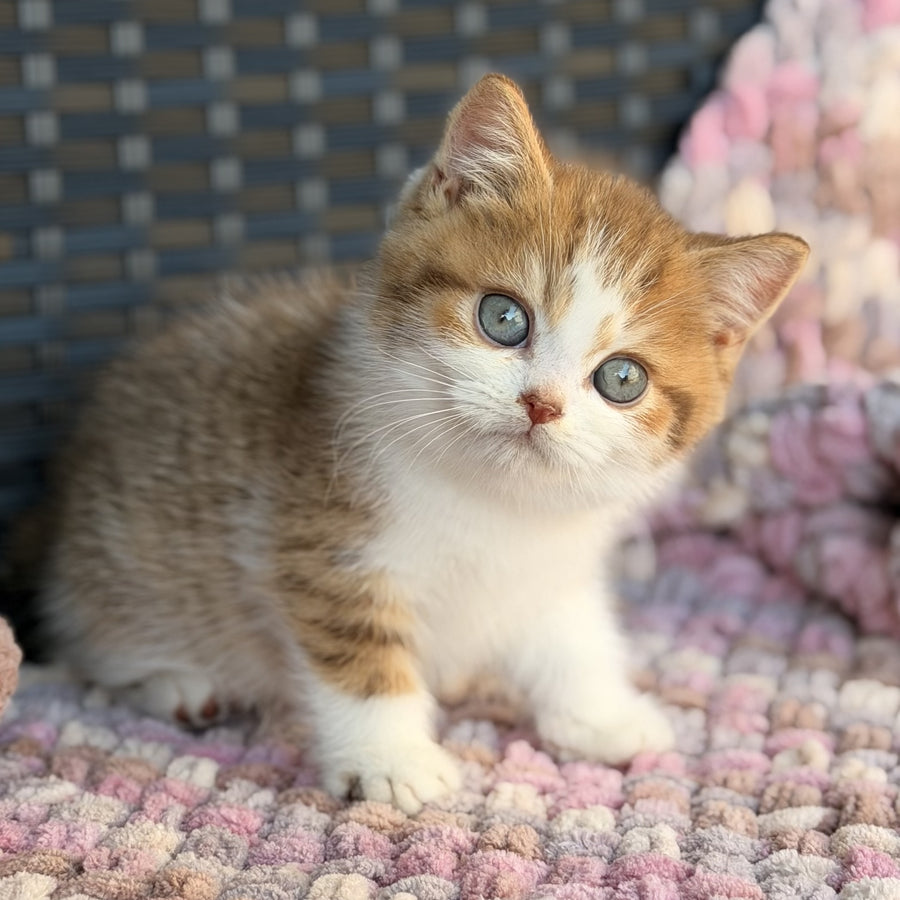 Balu British Shorthair male, cinnamon spotted tabby bicolour