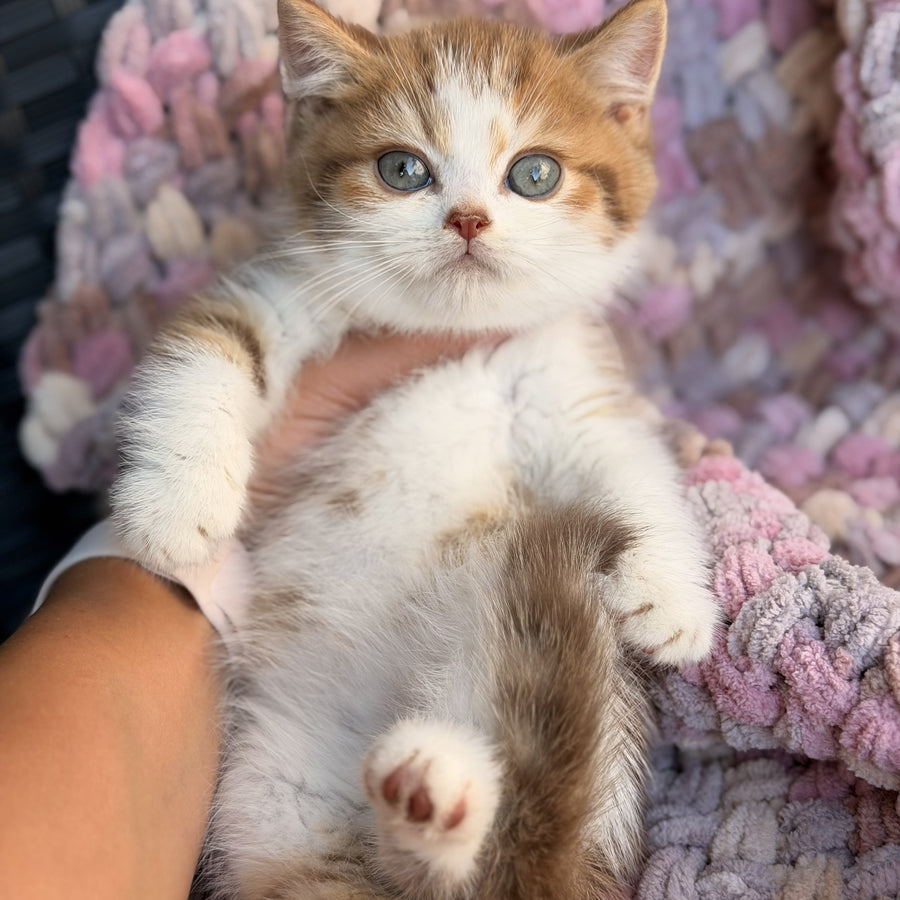 Balu British Shorthair male, cinnamon spotted tabby bicolour