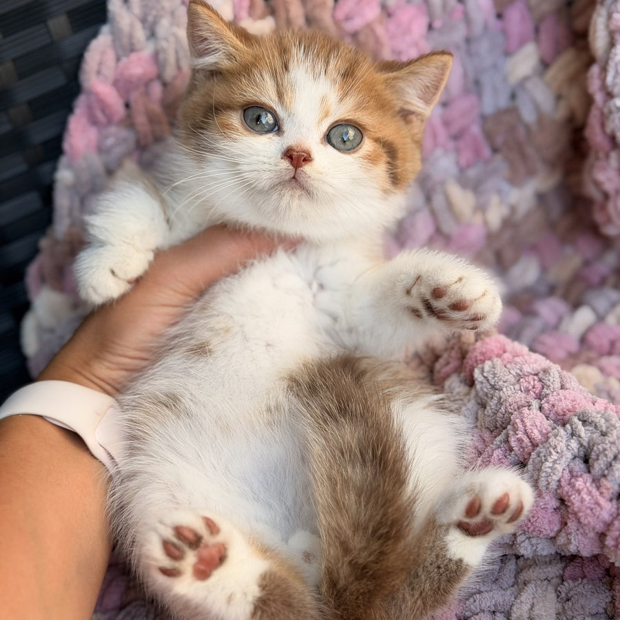 Balu British Shorthair male, cinnamon spotted tabby bicolour