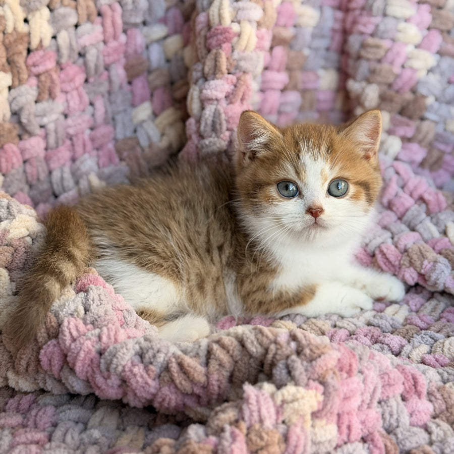 Balu British Shorthair male, cinnamon spotted tabby bicolour