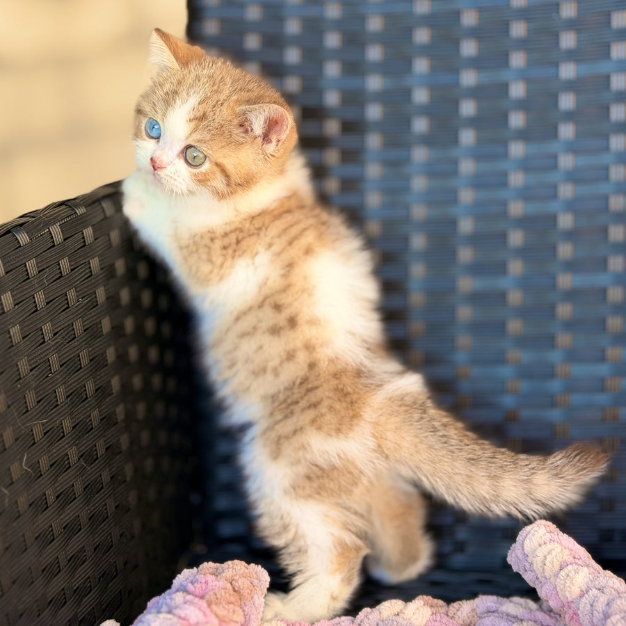 Busheron British Shorthair male, cinnamon spotted tabby bicolour