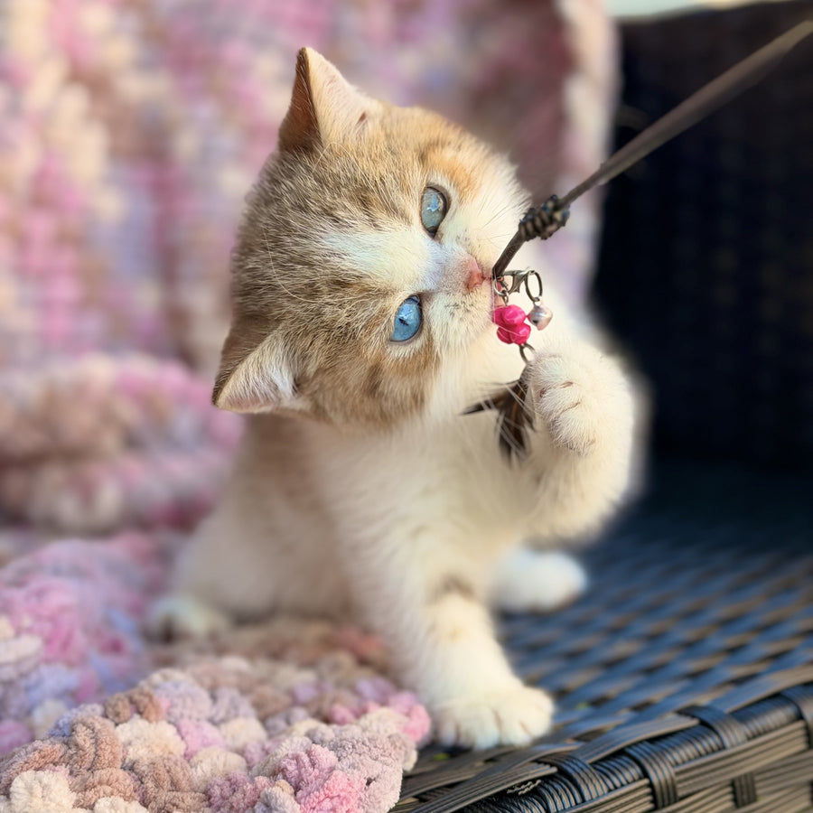 Busheron British Shorthair male, cinnamon spotted tabby bicolour