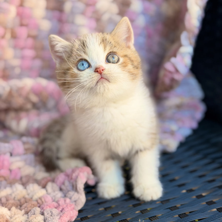 Busheron British Shorthair male, cinnamon spotted tabby bicolour