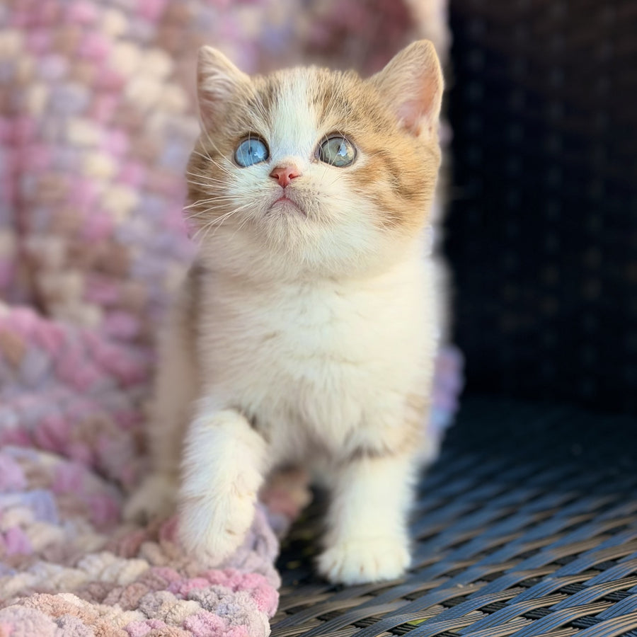 Busheron British Shorthair male, cinnamon spotted tabby bicolour