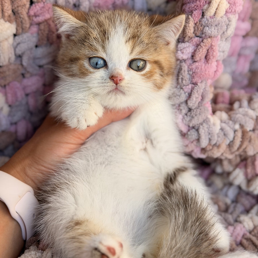 Busheron British Shorthair male, cinnamon spotted tabby bicolour