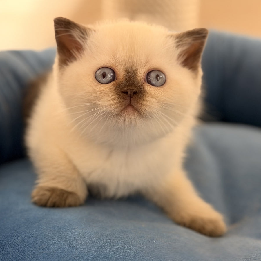 Seymour British Shorthair male, chocolate pointed