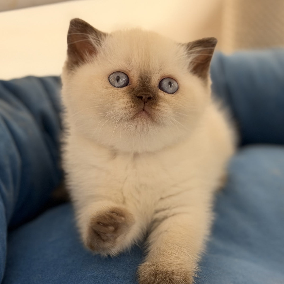 Seymour British Shorthair male, chocolate pointed