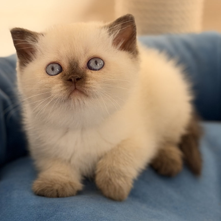 Seymour British Shorthair male, chocolate pointed