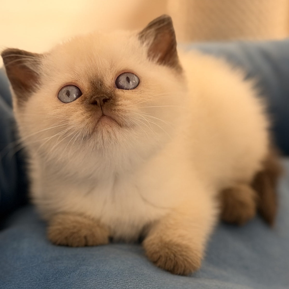 Seymour British Shorthair male, chocolate pointed