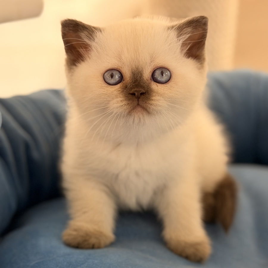 Seymour British Shorthair male, chocolate pointed