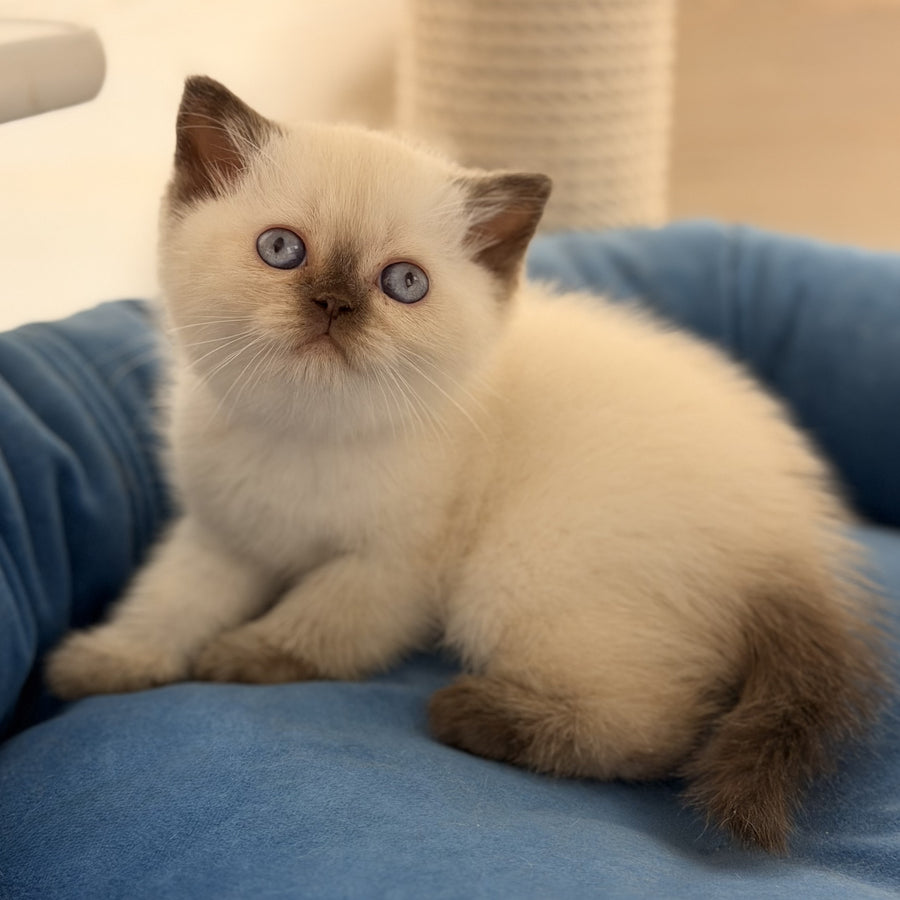 Seymour British Shorthair male, chocolate pointed