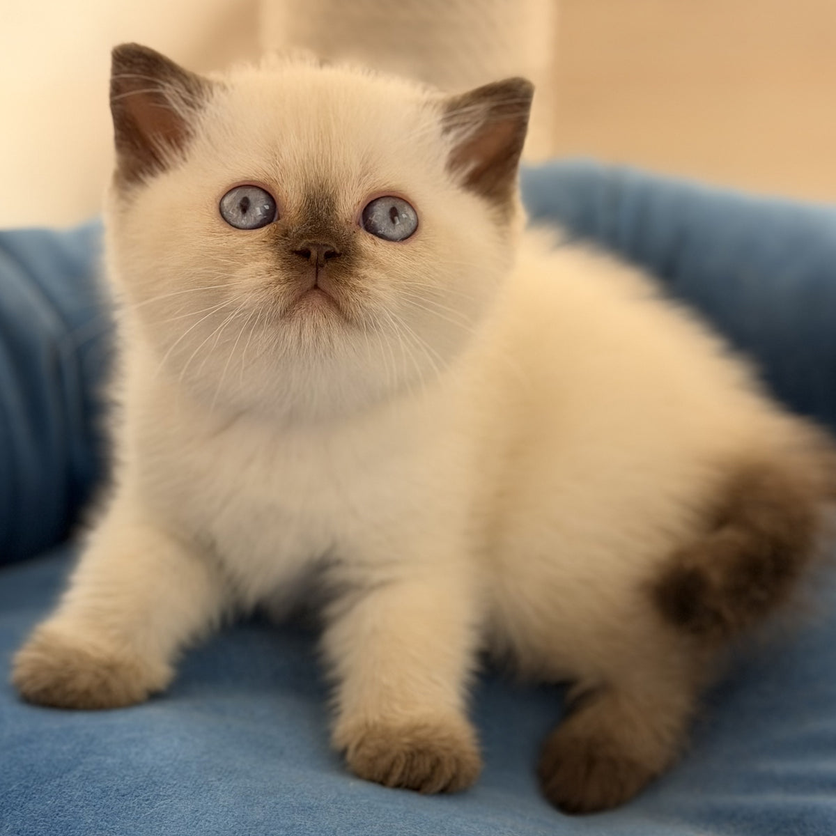 Seymour British Shorthair male, chocolate pointed
