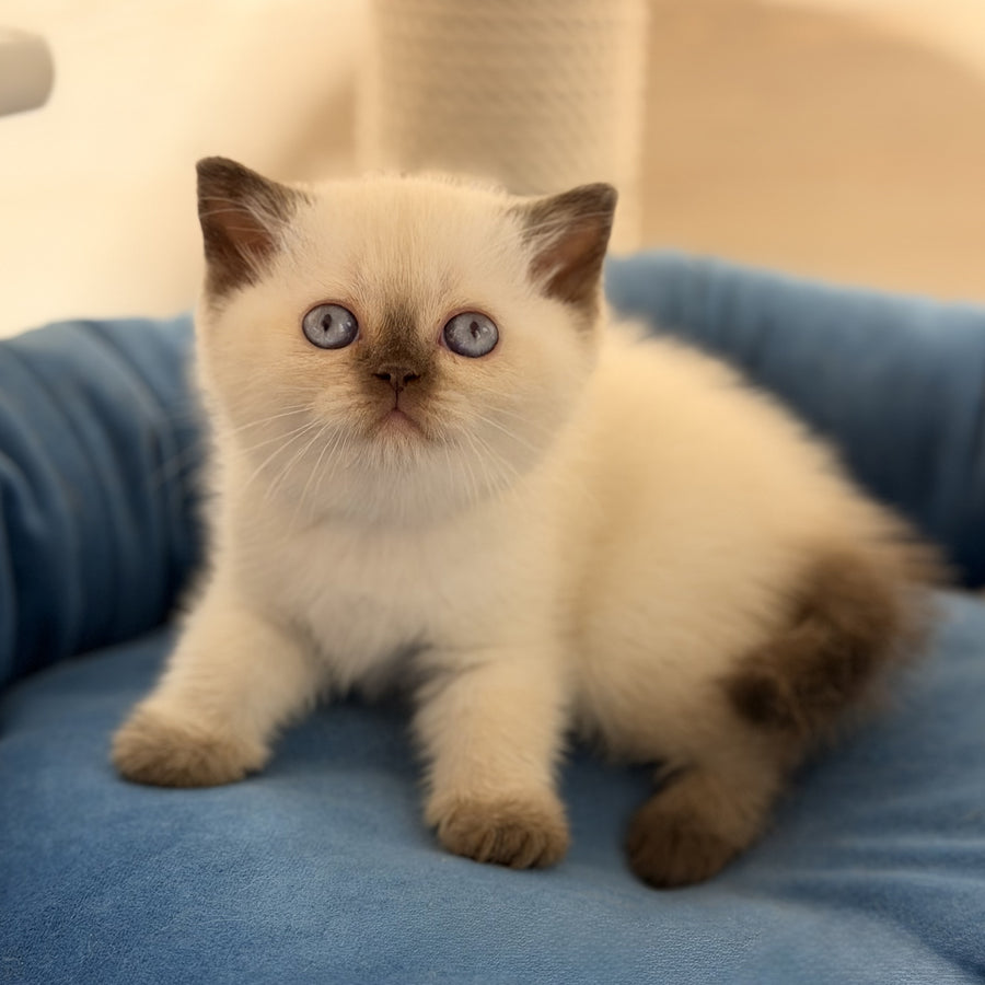 Seymour British Shorthair male, chocolate pointed