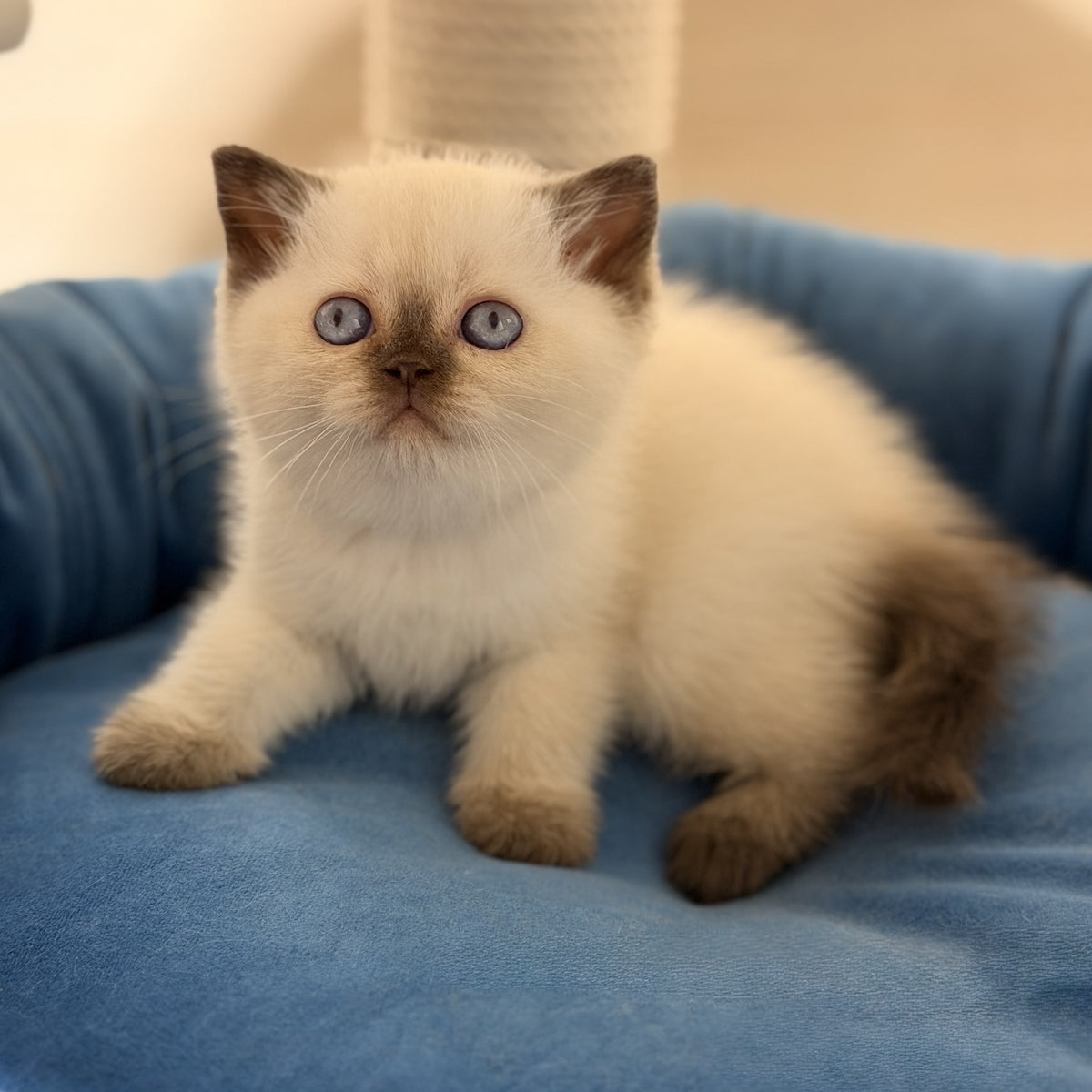 Seymour British Shorthair male, chocolate pointed