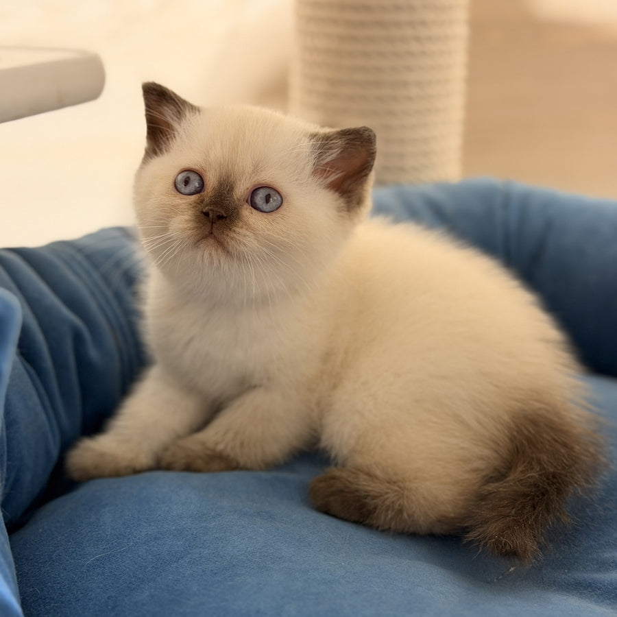 Seymour British Shorthair male, chocolate pointed