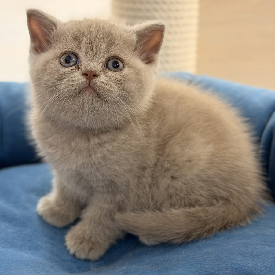 Shanti British Shorthair male, lilac