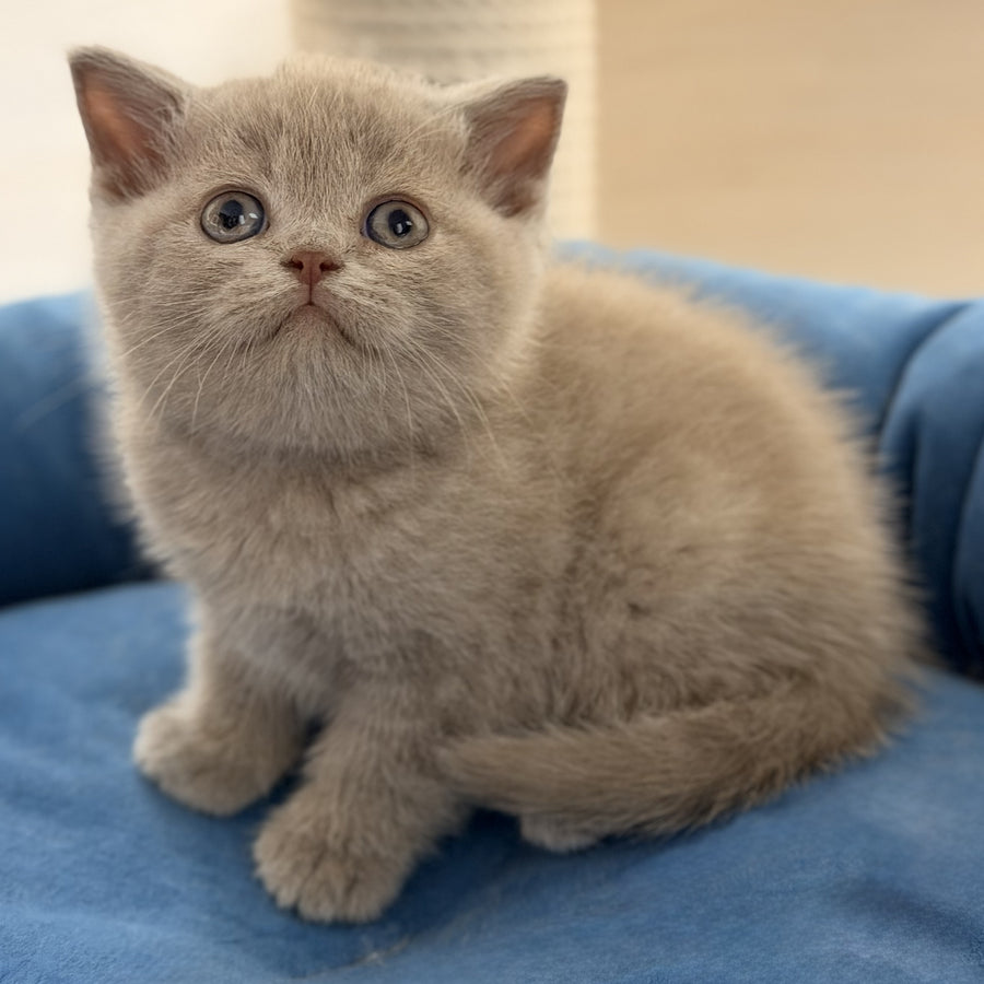 Shanti British Shorthair male, lilac