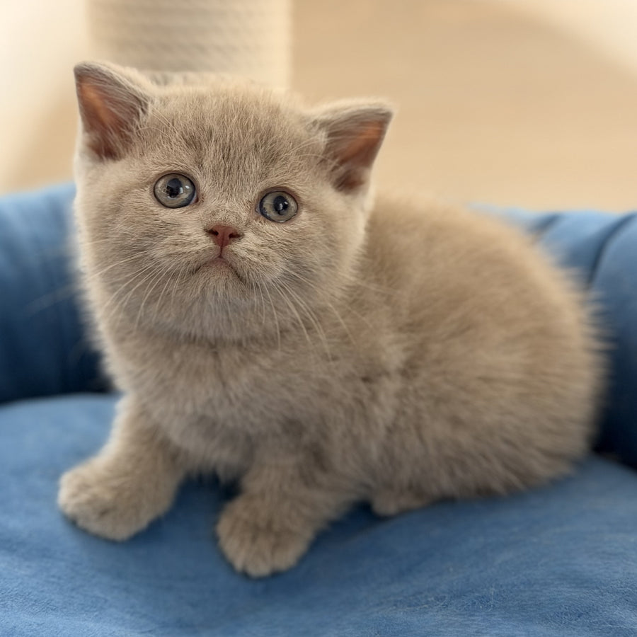 Shanti British Shorthair male, lilac