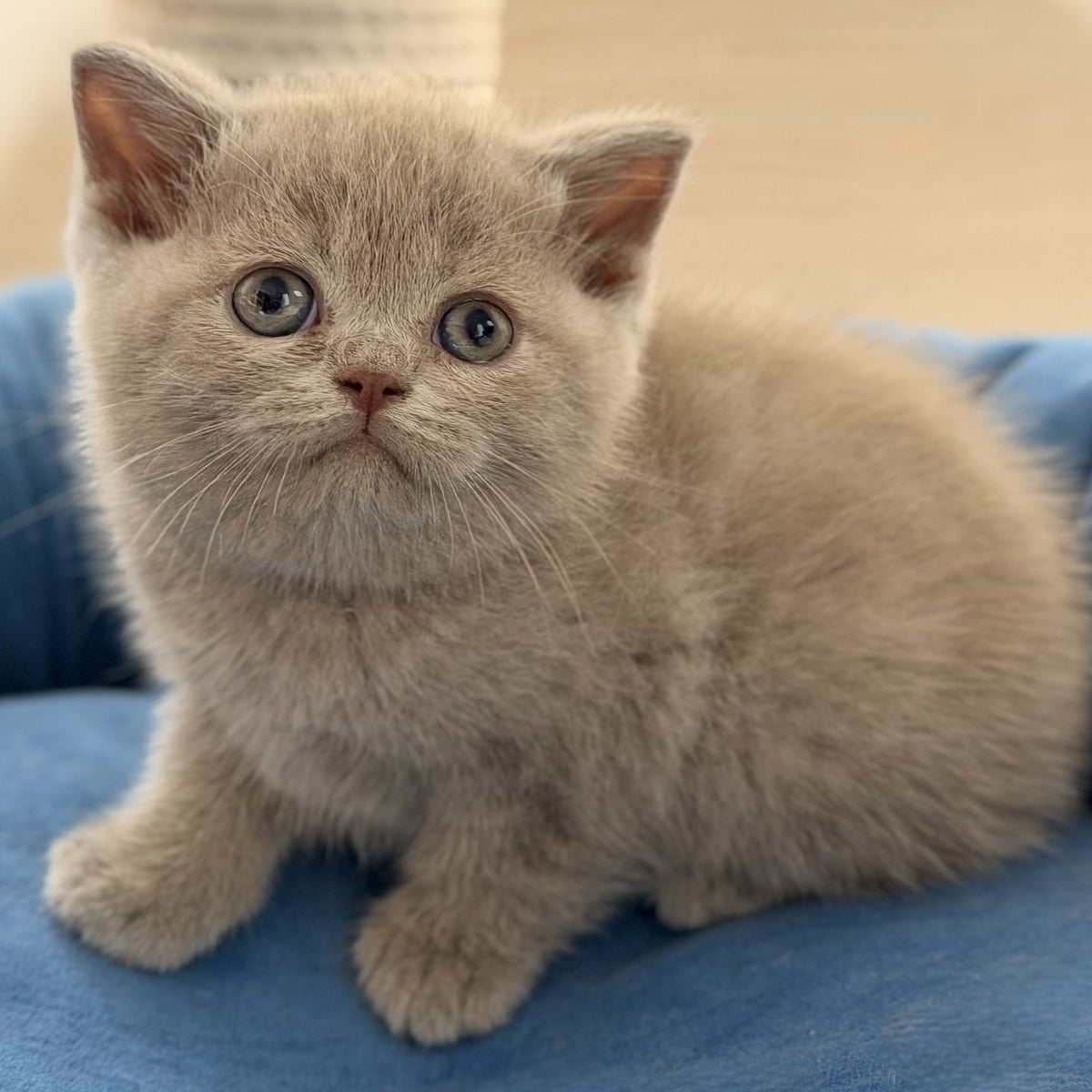 Shanti British Shorthair male, lilac