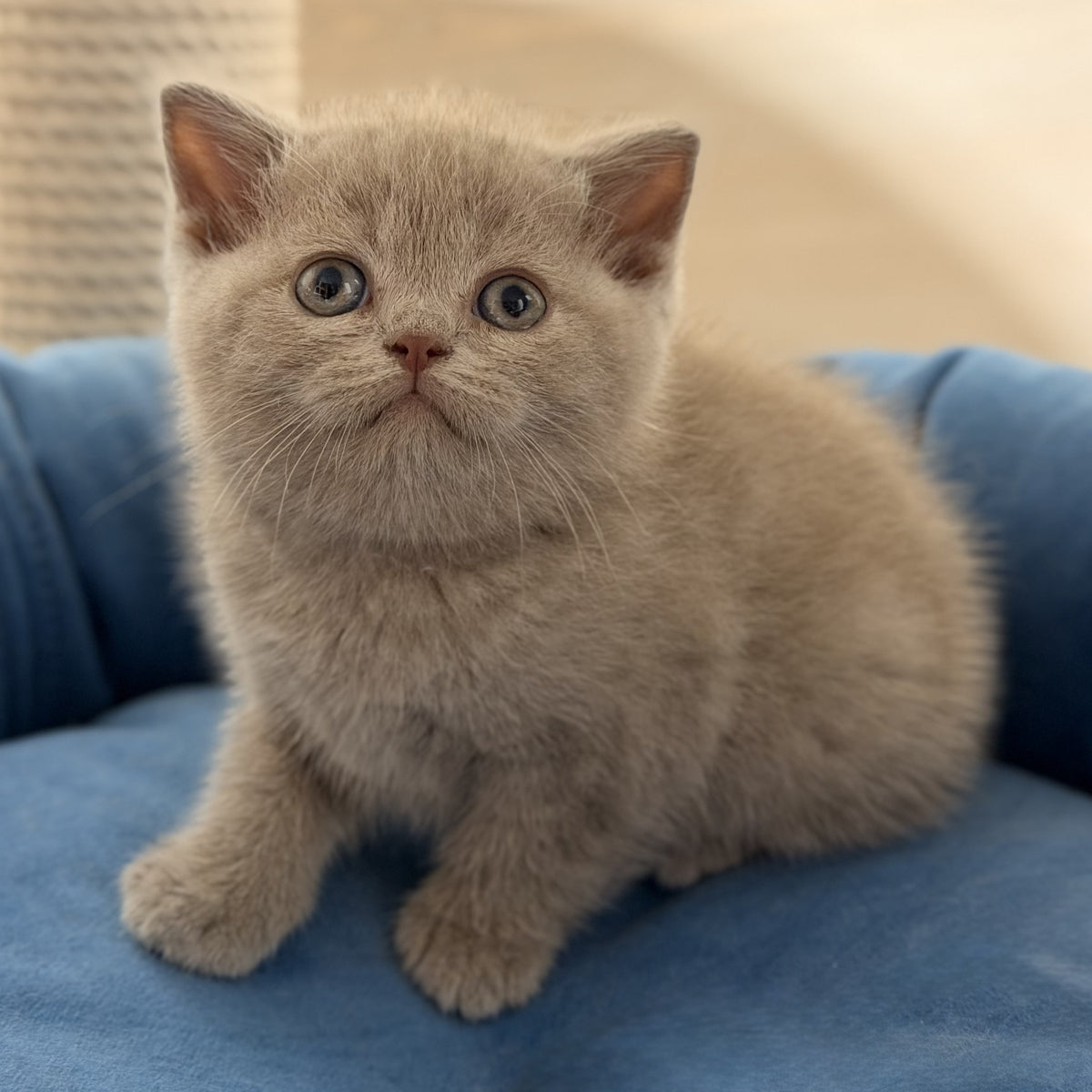 Shanti British Shorthair male, lilac