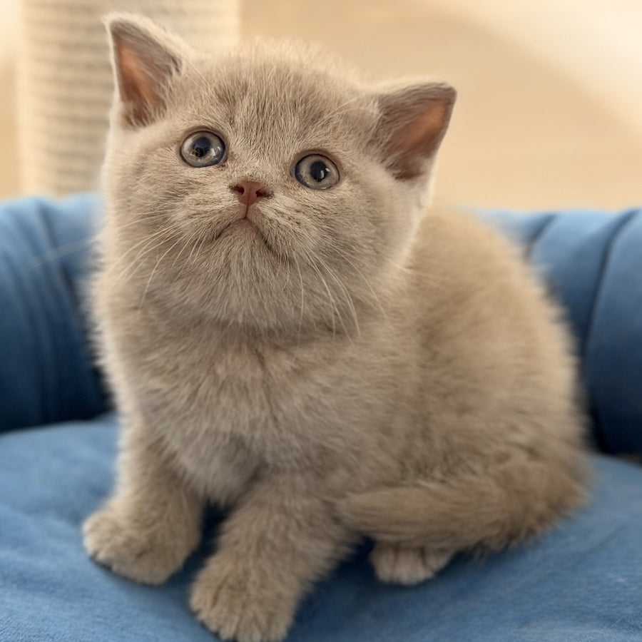 Shanti British Shorthair male, lilac