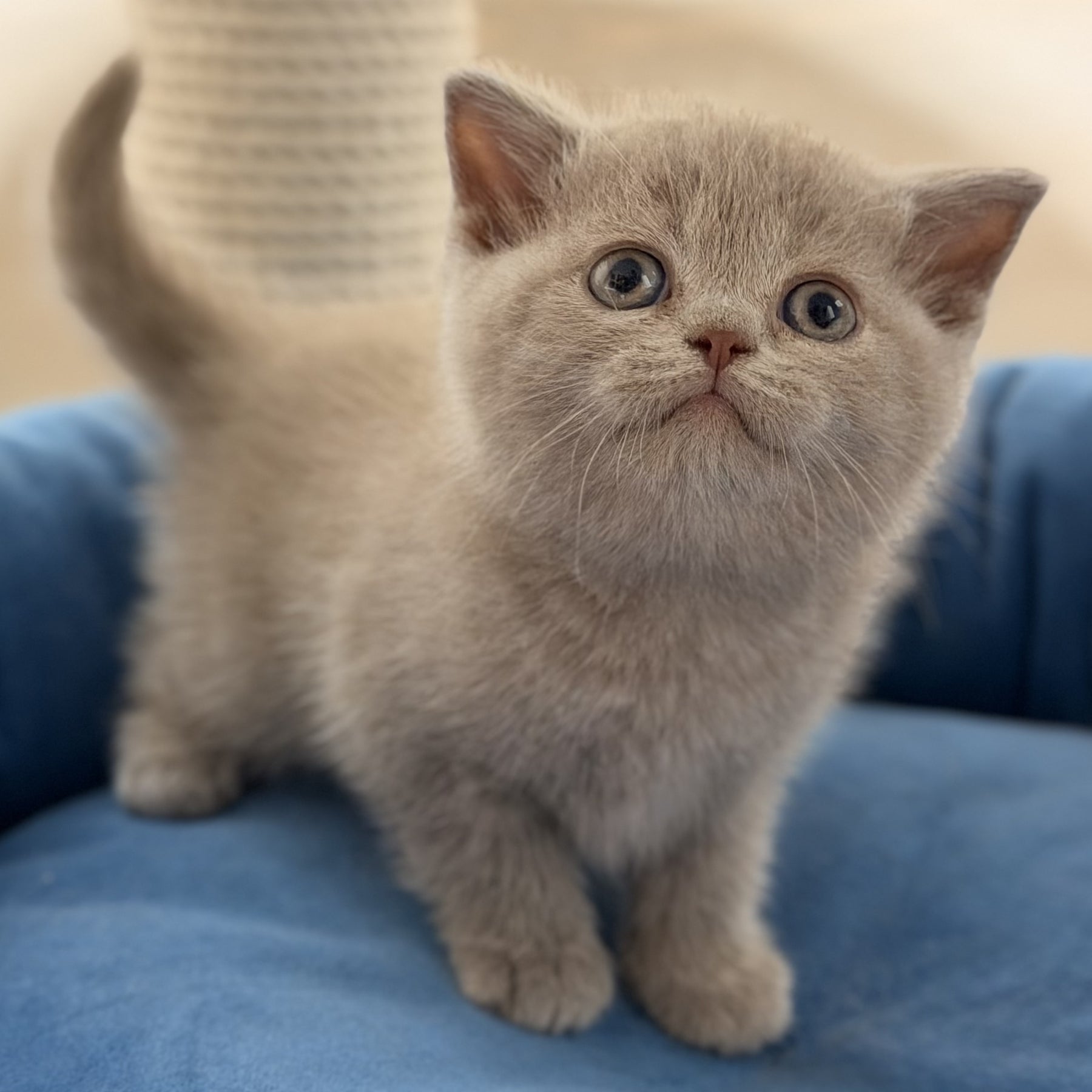 Shanti British Shorthair male, lilac