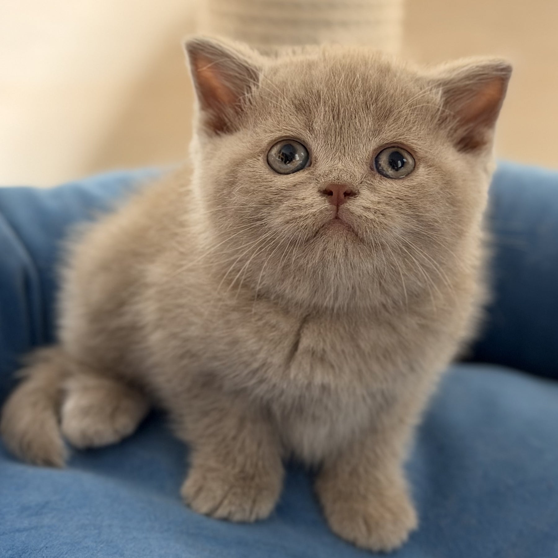 Shanti British Shorthair male, lilac