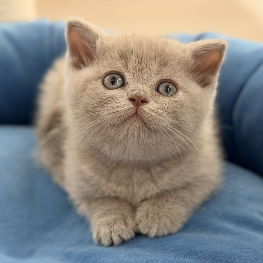Shanti British Shorthair male, lilac