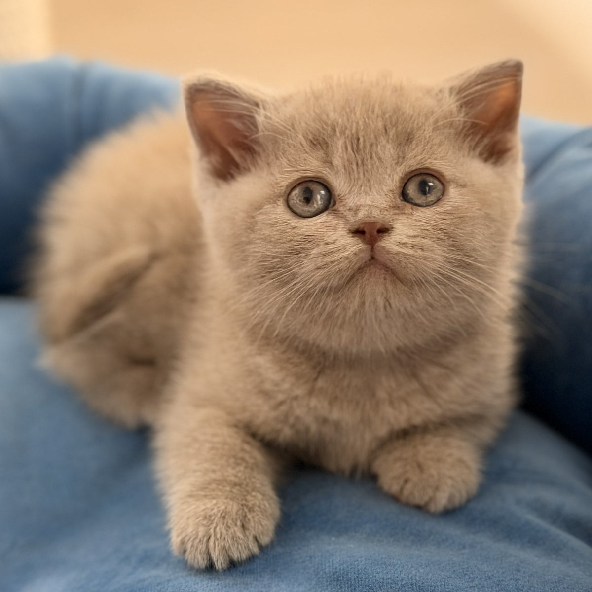 Shanti British Shorthair male, lilac