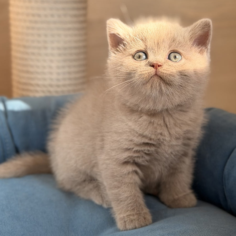 Snoopy British Shorthair male, lilac