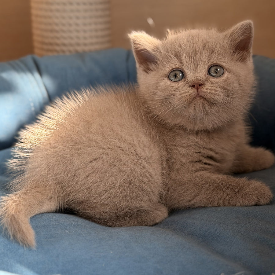 Snoopy British Shorthair male, lilac