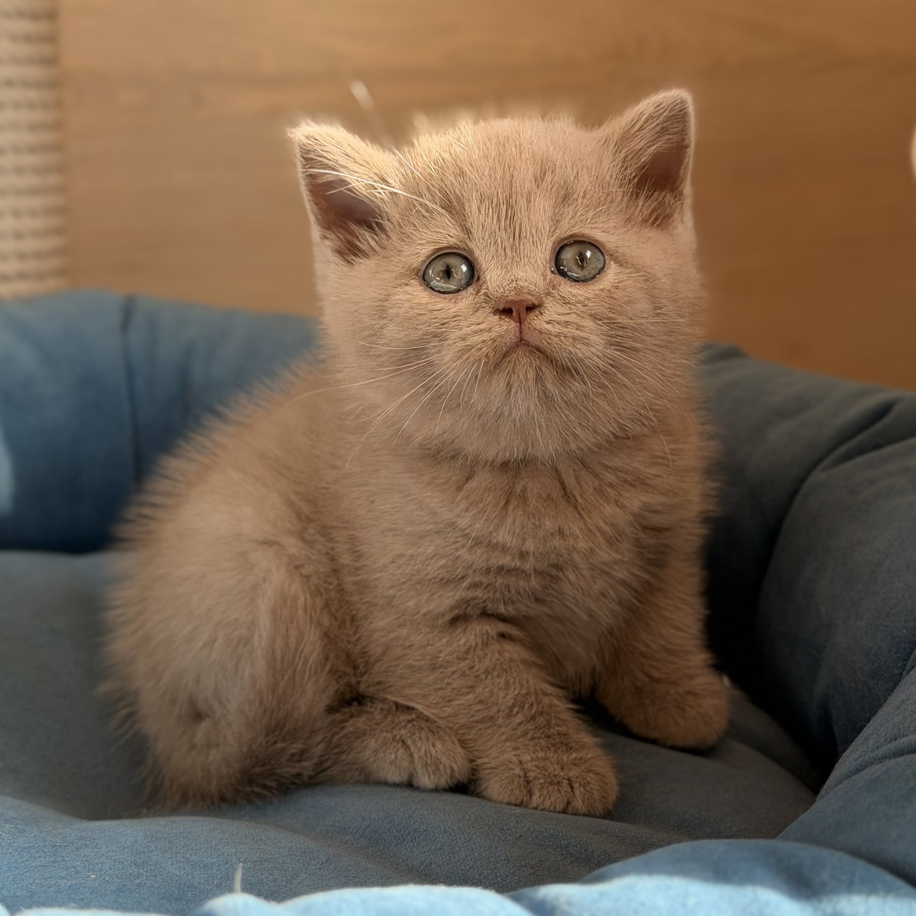 Snoopy British Shorthair male, lilac