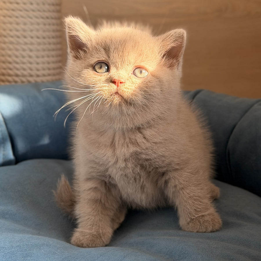 Snoopy British Shorthair male, lilac