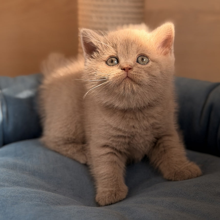 Snoopy British Shorthair male, lilac