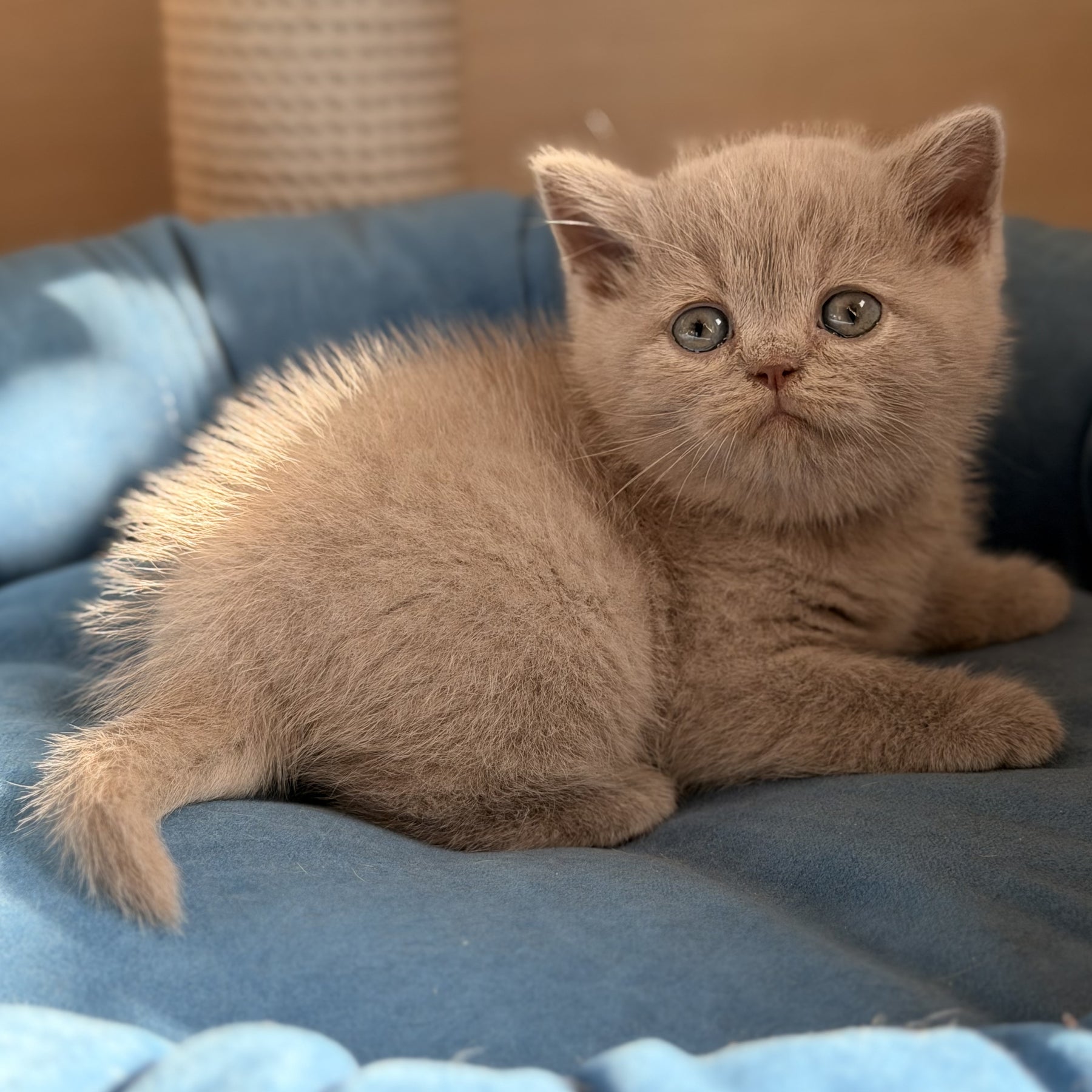 Snoopy British Shorthair male, lilac