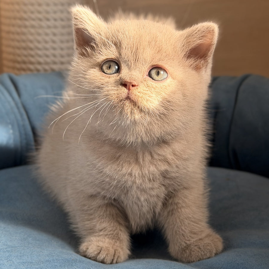 Snoopy British Shorthair male, lilac