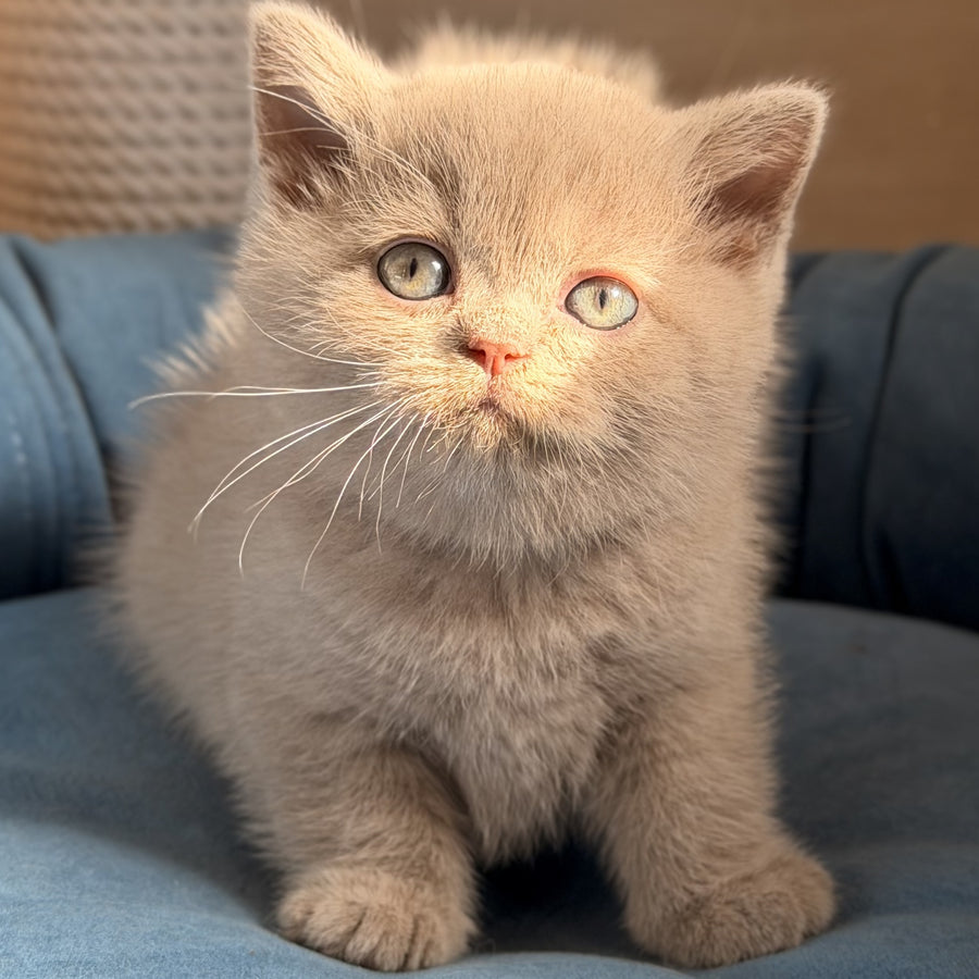 Snoopy British Shorthair male, lilac