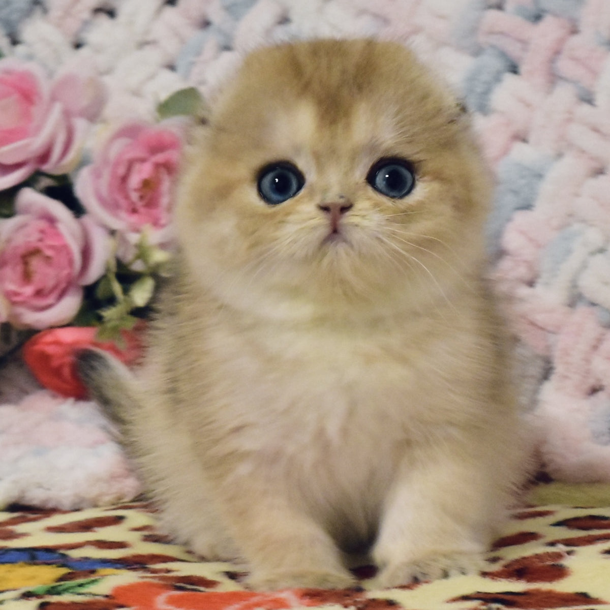 Businka Scottish Fold female, black golden shaded