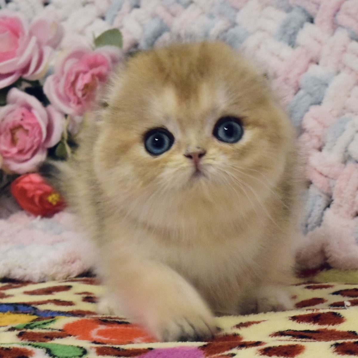 Businka Scottish Fold female, black golden shaded