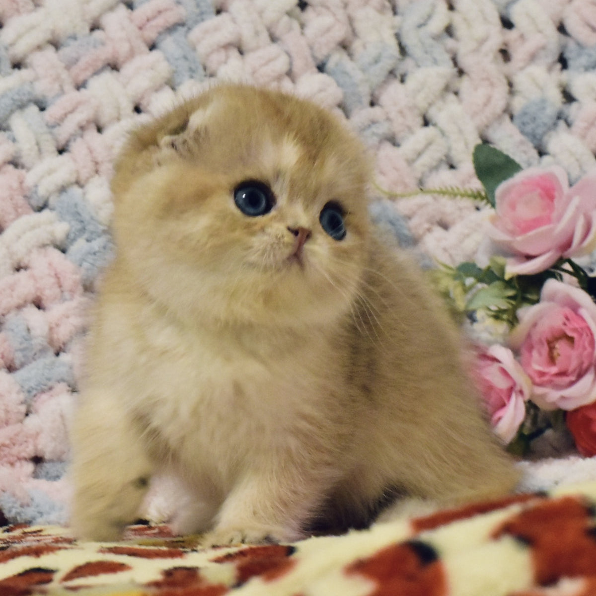 Businka Scottish Fold female, black golden shaded