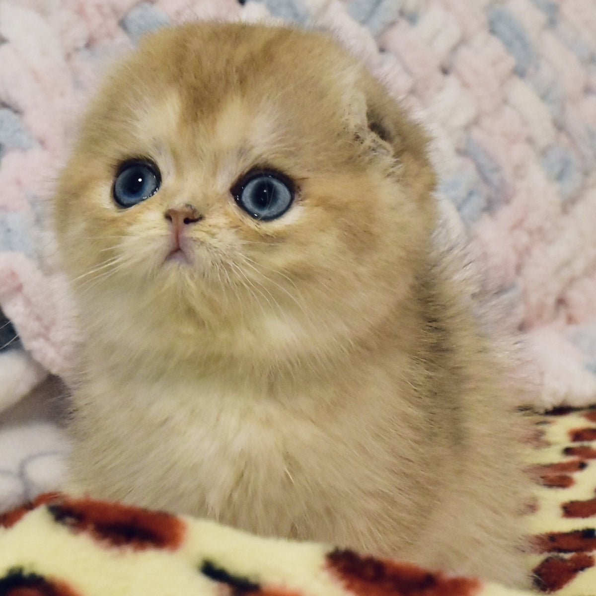 Businka Scottish Fold female, black golden shaded