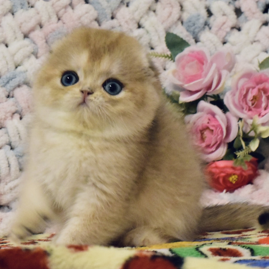 Businka Scottish Fold female, black golden shaded