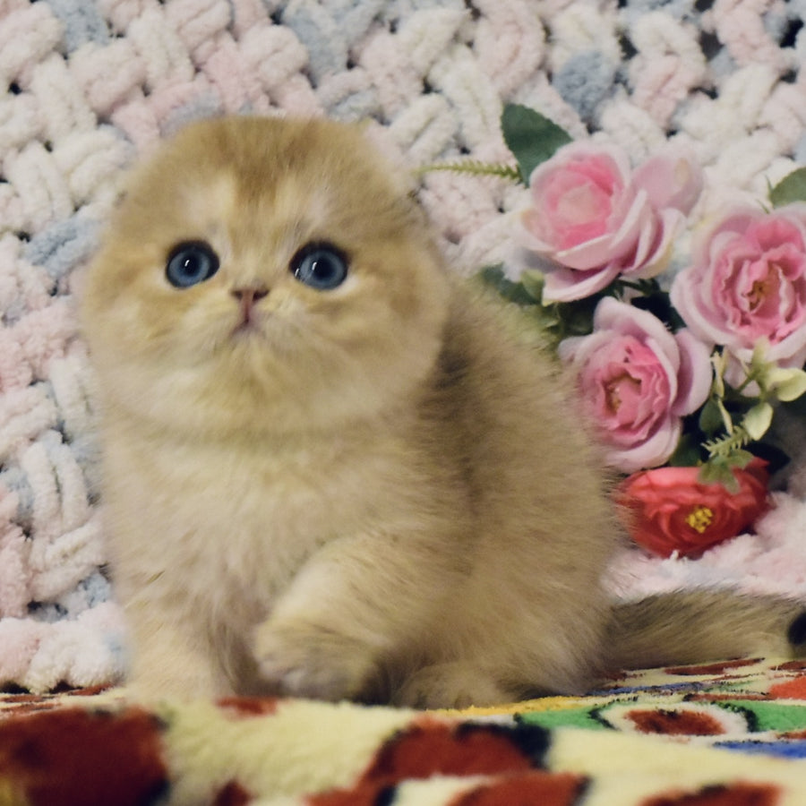 Businka Scottish Fold female, black golden shaded