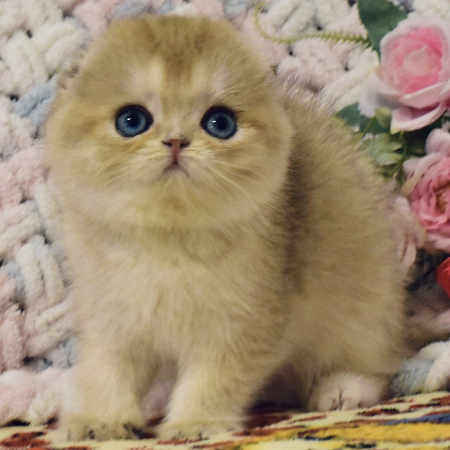 Businka Scottish Fold female, black golden shaded