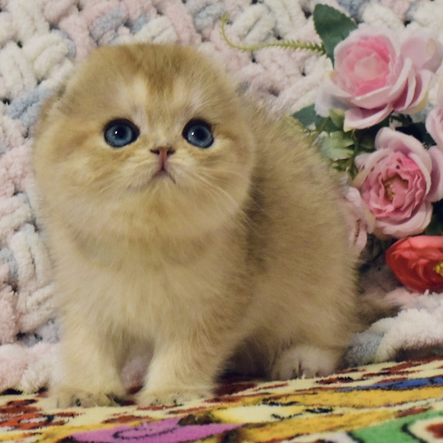Businka Scottish Fold female, black golden shaded
